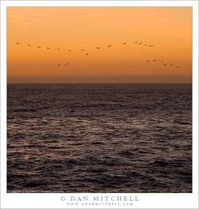 Pelican Flock, Dusk